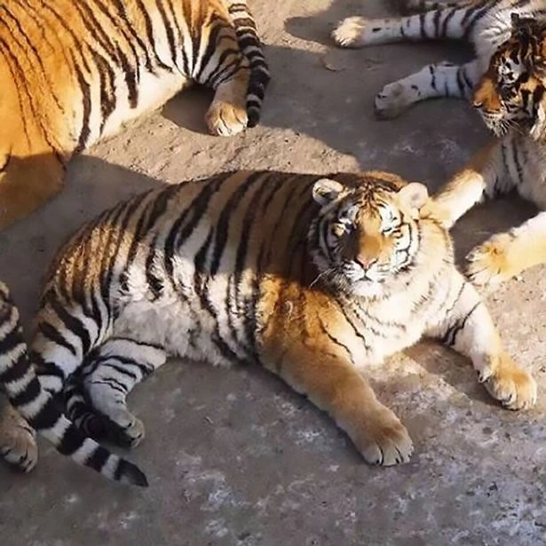 Толстые тигры стали главными знаменитостями китайского зоопарка