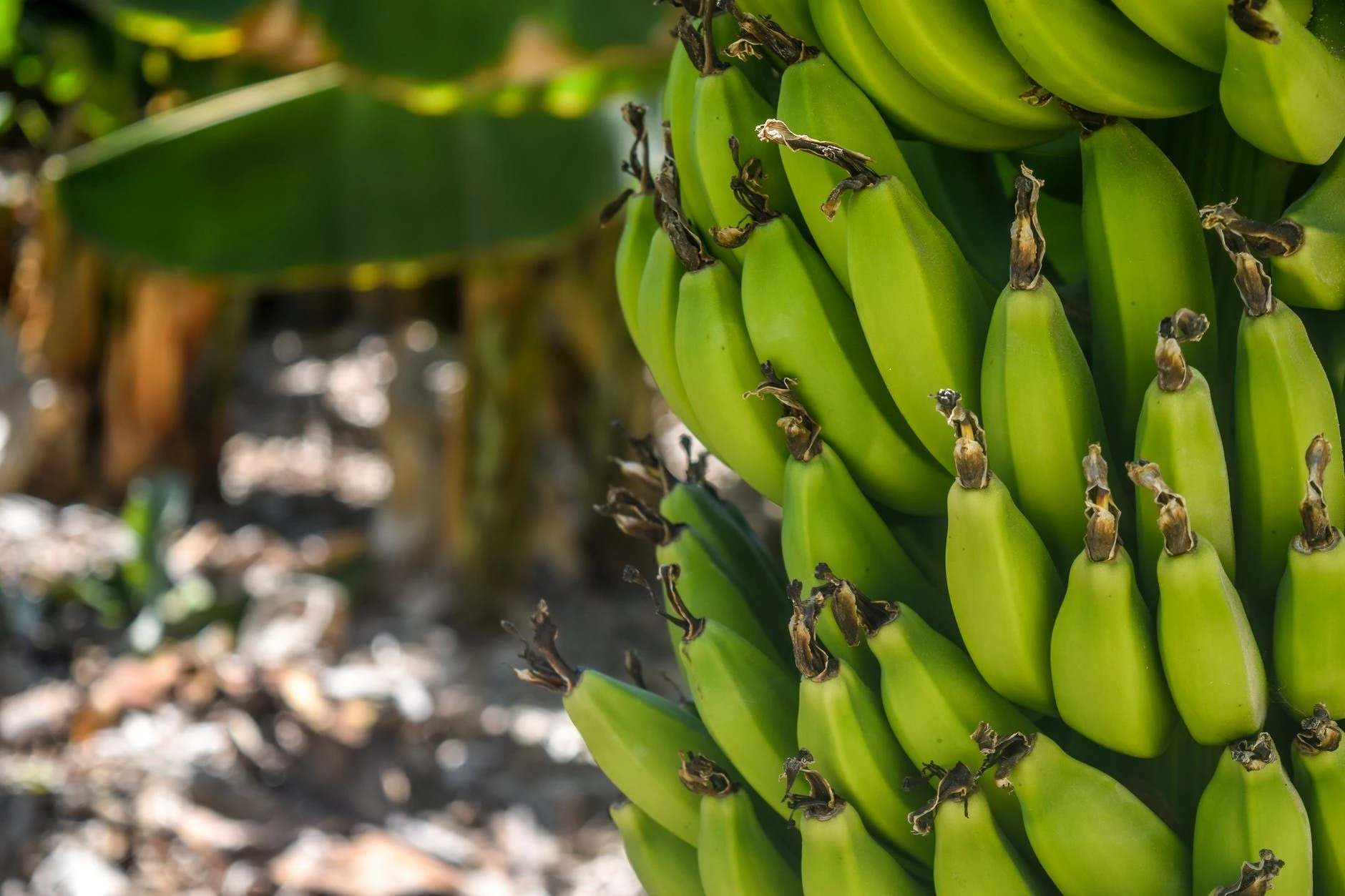 Зелёные бананы: минимум сахара и максимум крахмала