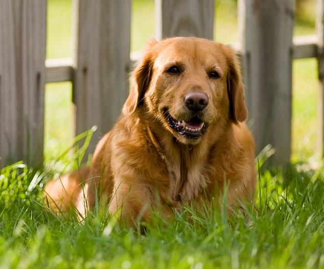 Ветеринары предупреждают владельцев домашних животных, что у собак тоже может быть аллергия на пыльцу