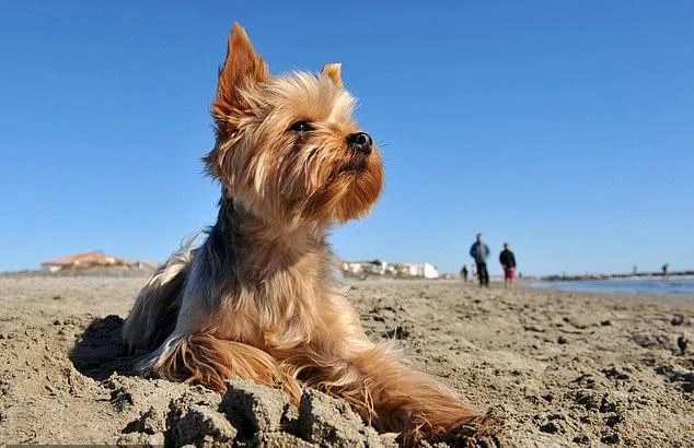 Поскольку впереди страну ждут теплые и солнечные дни, владельцев собак предупреждают не оставлять своих питомцев на солнце надолго (архивное изображение)
