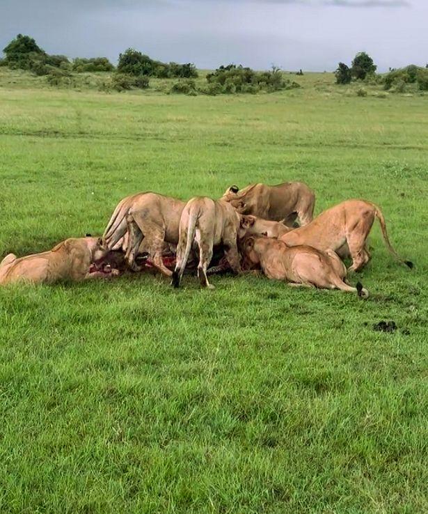 Лили опубликовала в своем Instagram фотографию со львами, нападающими на зебру